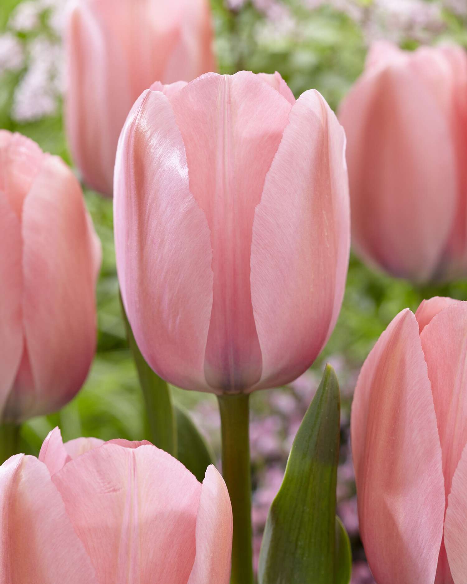 Tulpe 'Bella Blush' - Tulipaner